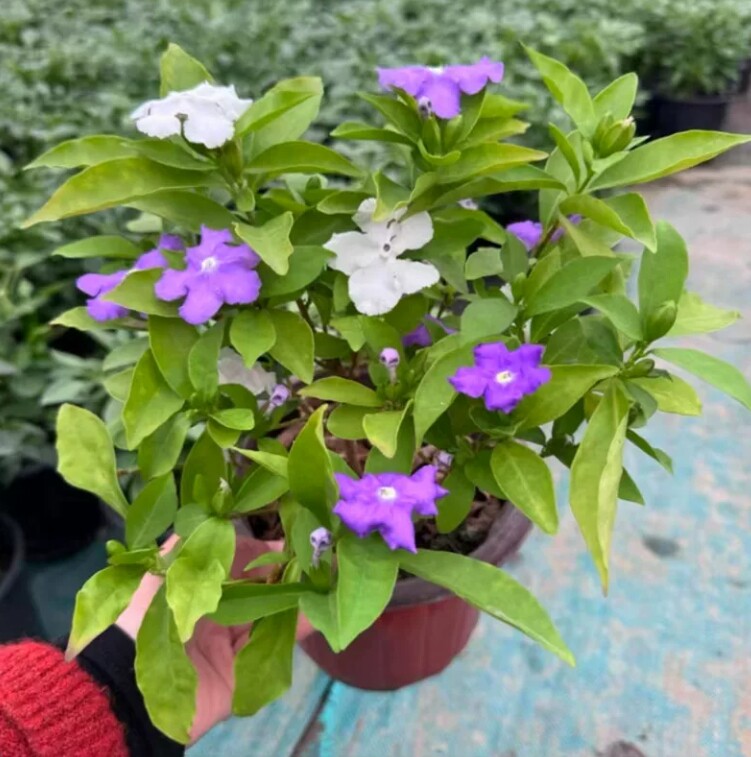 双色茉莉花盆栽非洲鸳鸯茉莉花苗树浓香四季开花虎头茉莉绿植好养