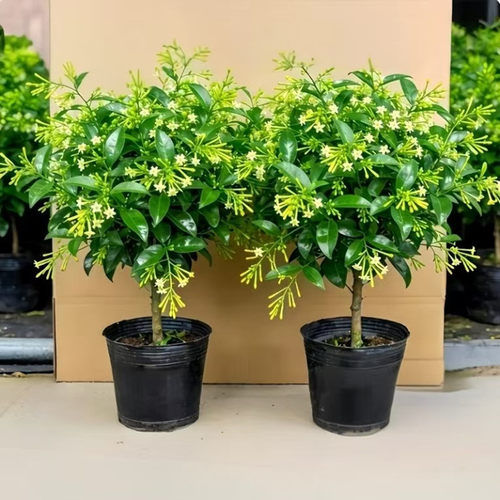 夜来香盆栽花树苗老桩带花苞室内外花卉植物庭院阳台好养易活