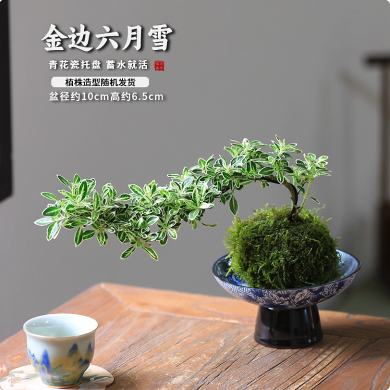 苔藓球六月雪盆景水培植物造型迷你微景观小型绿植室内桌面小盆栽