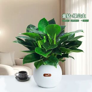金钻绿公主盆栽绿萝箩带花苞花卉办公室内水培绿植物多肉好养易活