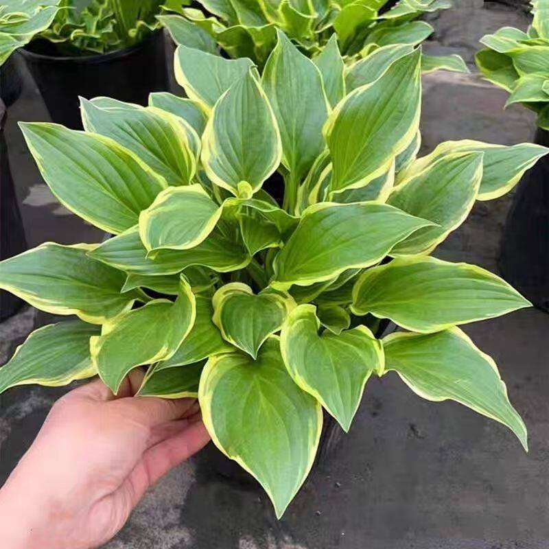 金边玉簪盆栽花叶耐阴花卉庭院花境植物室内外多年生好养绿植大苗