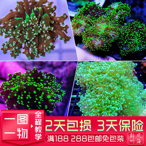 软体珊瑚花瓶蛙卵分支提子