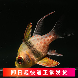 【红玫瑰观赏鱼图片】近期68组红玫瑰观赏鱼