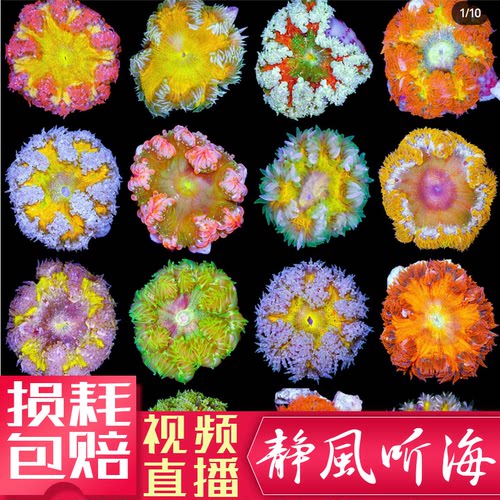 迷你地毯海葵软体珊瑚