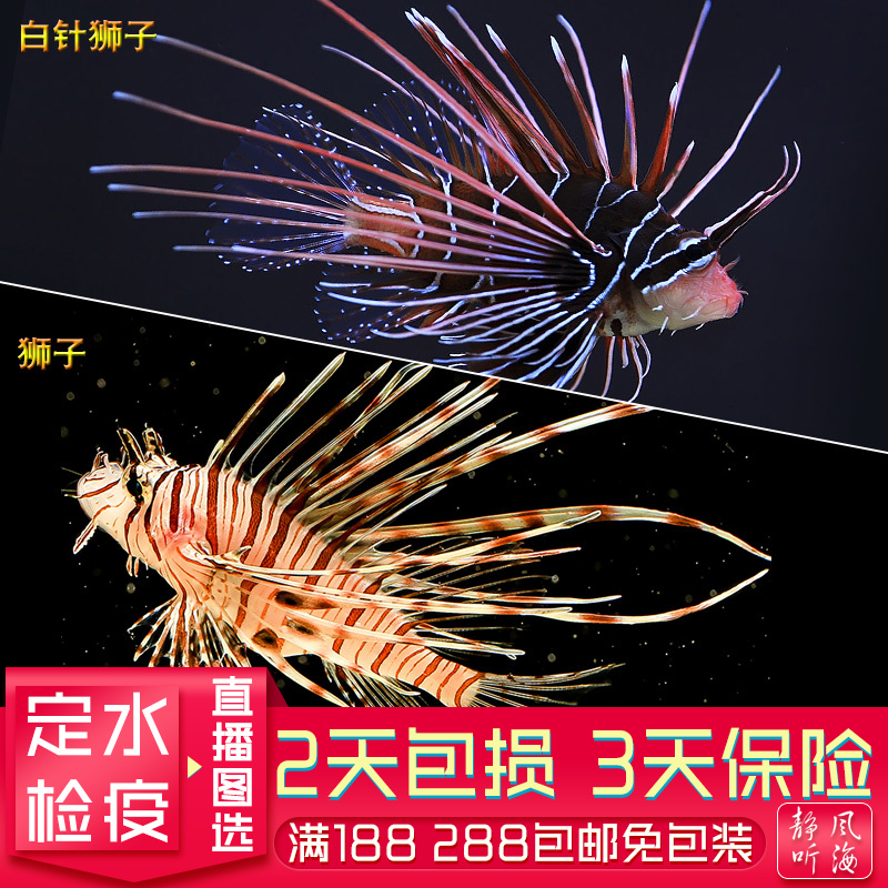 狮子鱼白针狮子树叶鱼可爱吃小鱼好看好养热带海水观赏鱼必拍包装