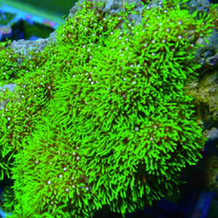 荧光绿草皮日本草皮紫皮人工繁殖海水软体珊瑚LPS活体静风听海