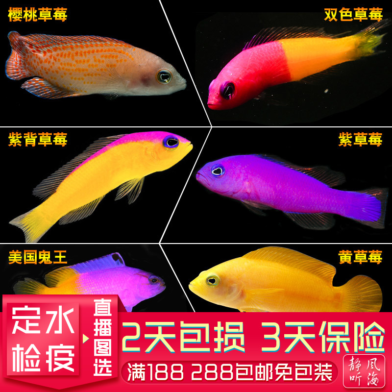 草莓魚珊瑚安全海水魚