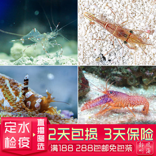 性感虾小丑虾海水观赏虾