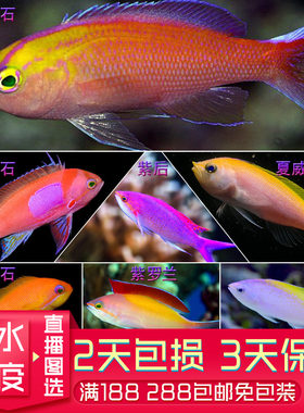 金鱼紫罗兰蓝眼宝石夏威夷