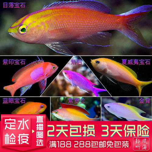 紫罗兰蓝眼宝石发霉鱼海金鱼