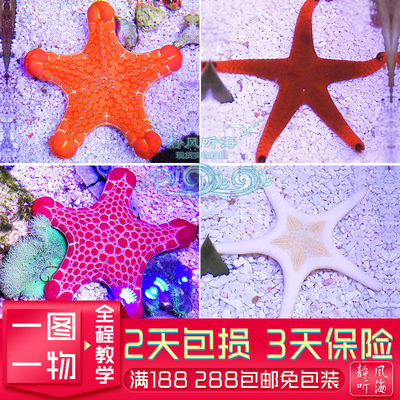 珠链海星澳洲饼干羽毛海星