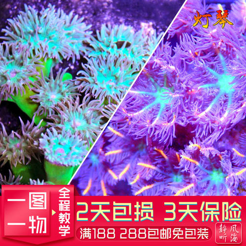 澳洲灯琴大手星花软体珊瑚