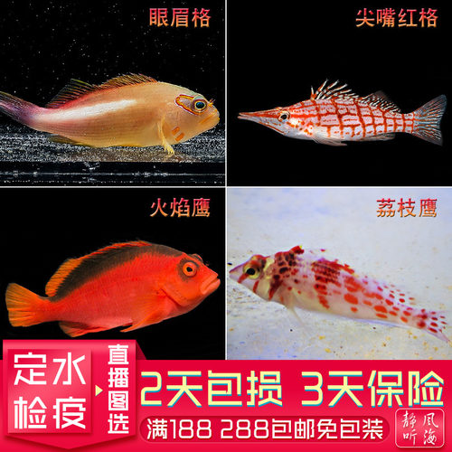 火焰鹰海水鱼尖嘴红格