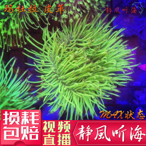 手指皮革软体珊瑚长须花环