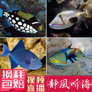小丑鸳鸯魔鬼海水鱼生物黑肚蓝面红尾炮弹观赏鱼活体宠物静风听海