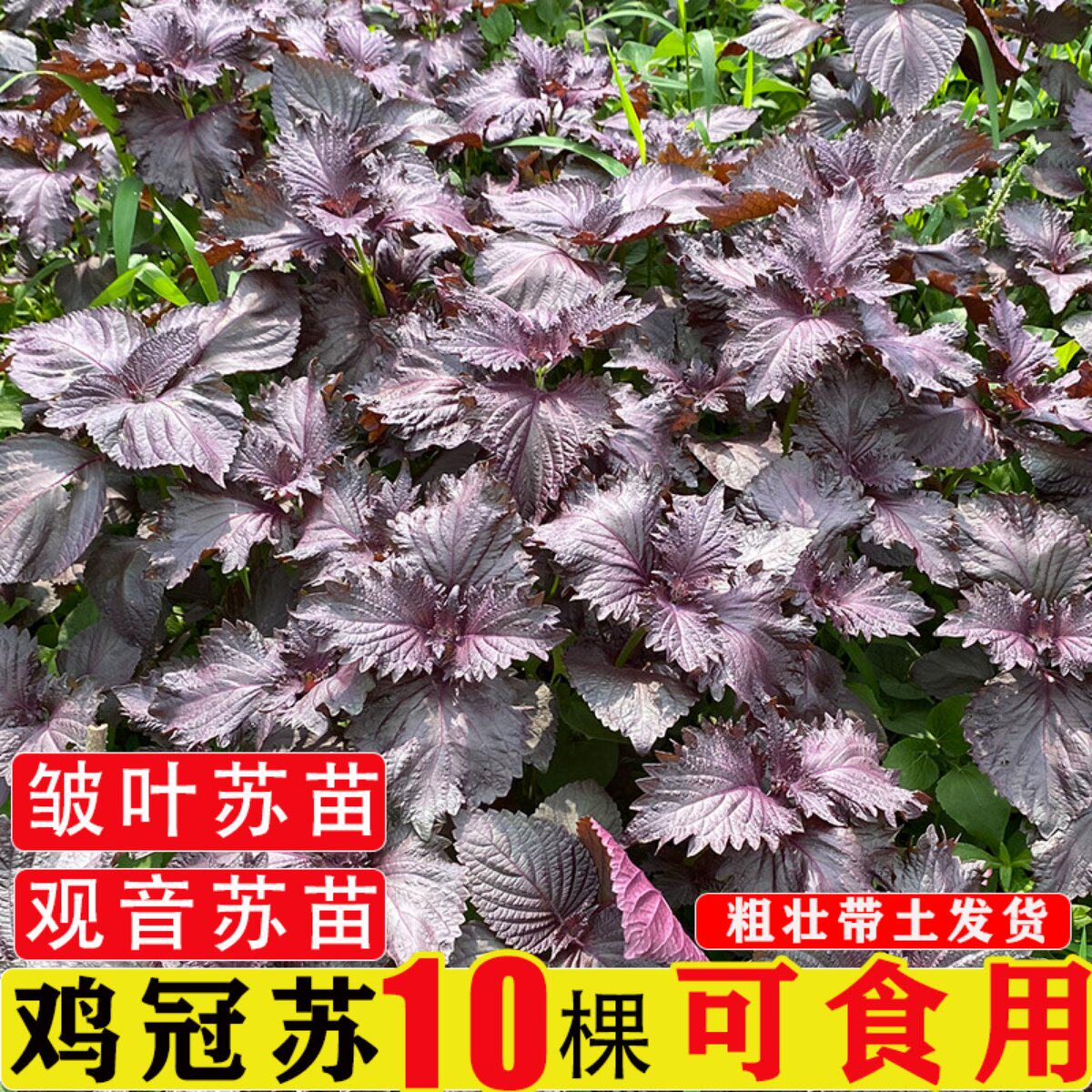 鸡冠苏苗湖南双面红紫苏苗可食用皱叶苏大叶回回苏观音苏紫苏叶苗