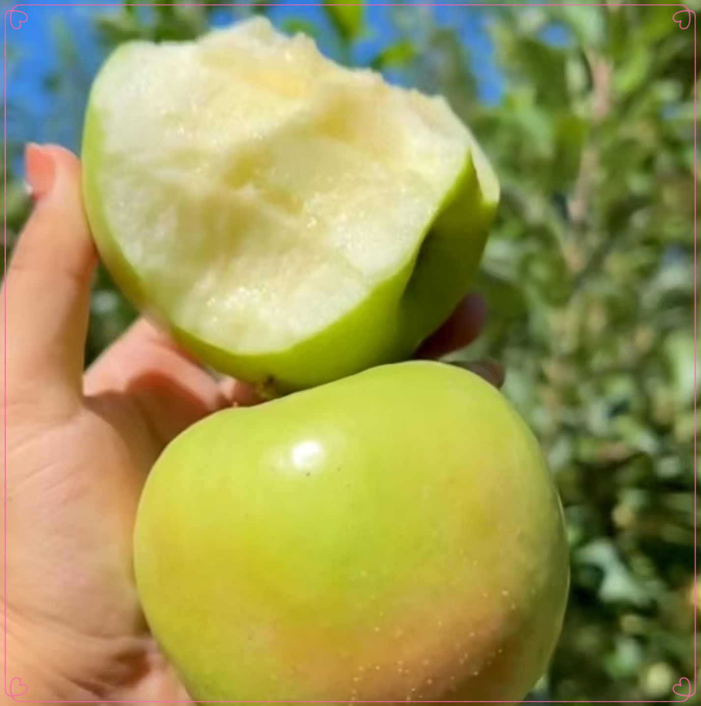 纯甜酥脆爆汁青森明月水蜜桃苹果