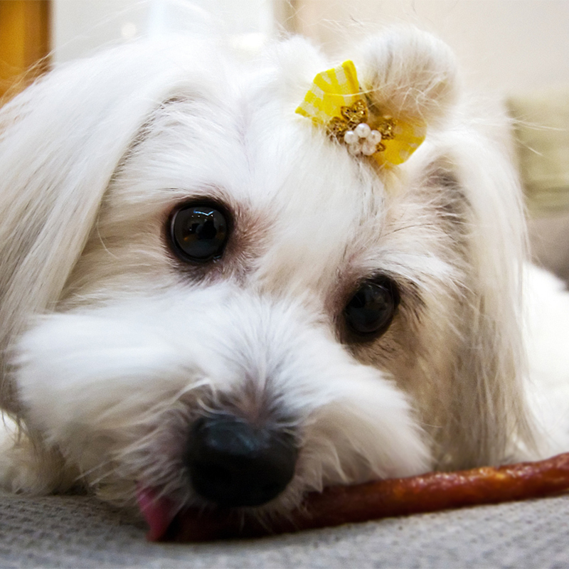 狗狗发夹约克夏头饰头花泰迪发饰宠物皮筋配饰蝴蝶结小狗猫咪饰品
