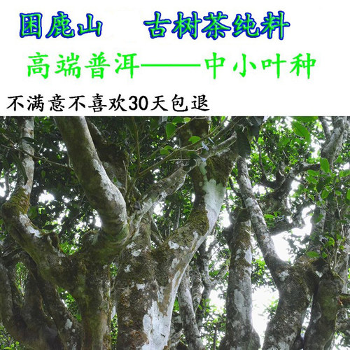 普洱茶春茶中小叶种困鹿山古树茶