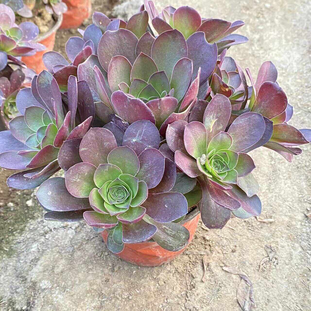 多肉法师新品种法师红色好养