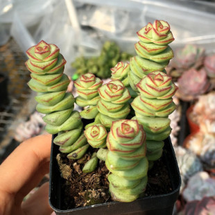 钱多肉钱串子多肉植物钱串多头群生老桩办公室抗辐射绿植花卉
