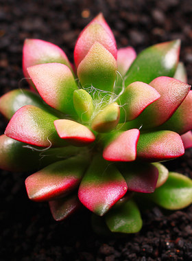 绿植多肉办公室花卉吹雪之松锦