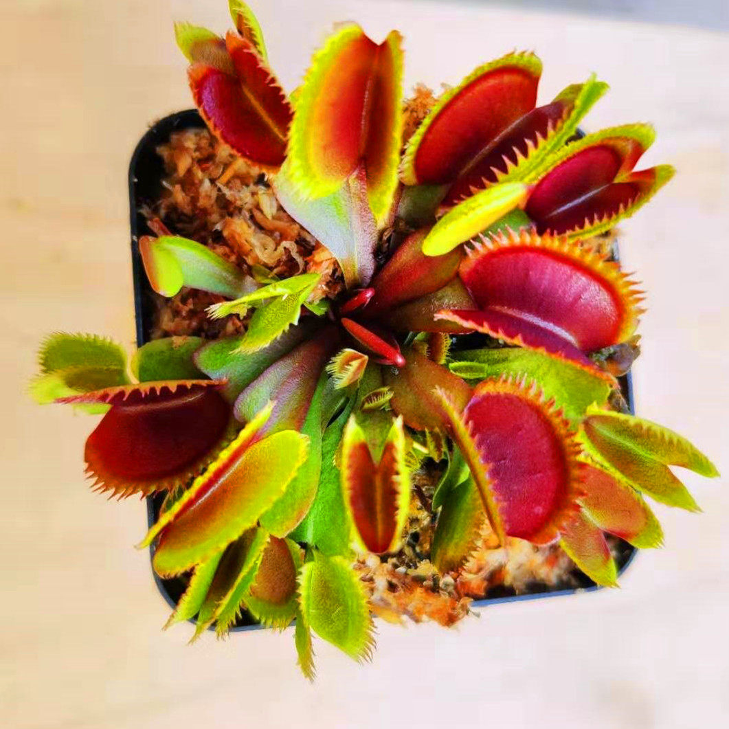 食虫草b2捕蝇草盆栽大猪笼草虫瓶捕子new苗草茅膏菜食人花桌5面植