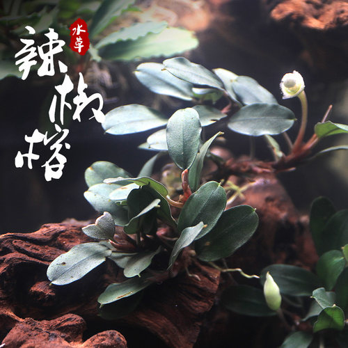 水草辣椒活体沉木造景装饰入门