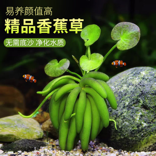 香蕉草水草植物真草鱼缸