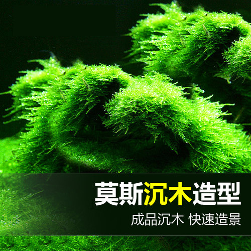沉木头造景木沉木莫斯苔藓鱼缸