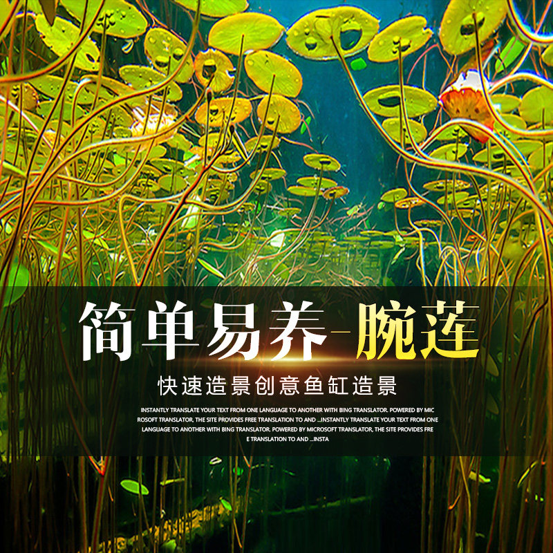 速发鱼缸增莲碗氧水草新四造景手季浮萍睡莲水草装饰草缸植物