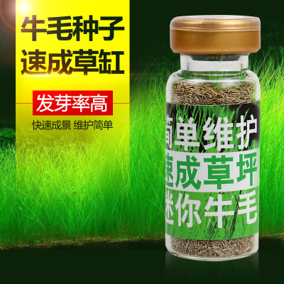 装饰前景活体迷你小对叶水草种子