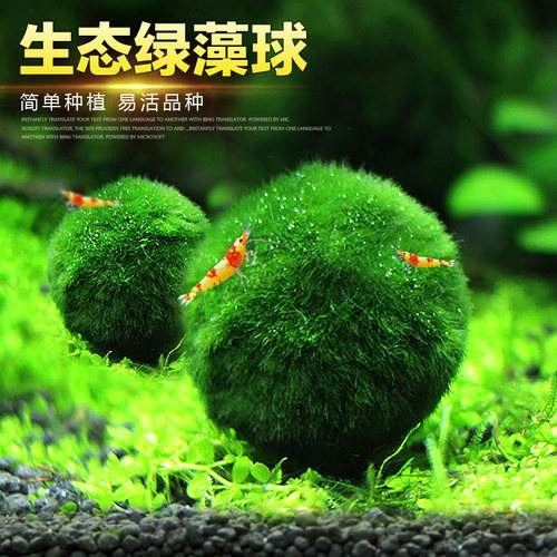 鱼缸水族箱造景阴性绿水藻球