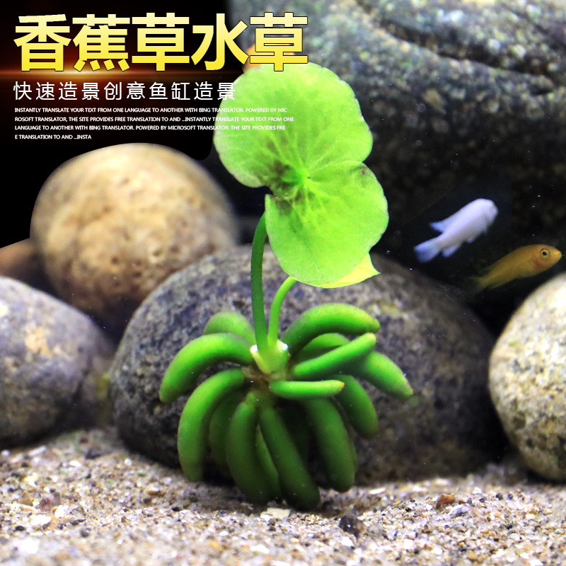 迷你前景活体装饰阴性无土水草