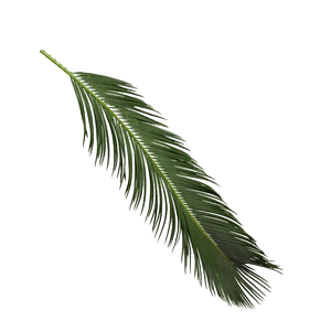 天然铁树叶沉叶鱼缸造景南美缸原生缸装饰树叶网红沉叶黄色树叶