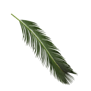 天然铁树叶沉叶鱼缸造景南美缸原生缸装饰树叶网红沉叶黄色树叶