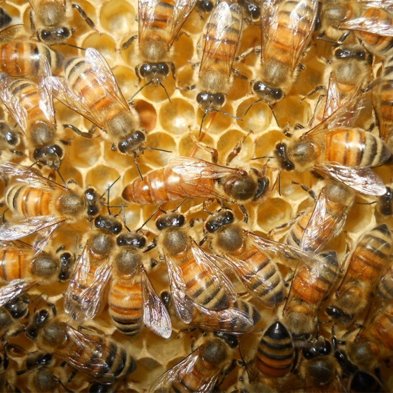 意蜂群蜂带王意蜂笼蜂意蜂蜂群蜜蜂群意蜂种群活体意蜂包邮带箱|msdalam kategori haiwan peliharaan/makanan haiwan dan bekalan, haiwan kesayangan yang lain, haiwan kesayangan yang lain - dari Buy2taobao.com untuk memberikan perkhidmatan ejen Taobao profesional membeli