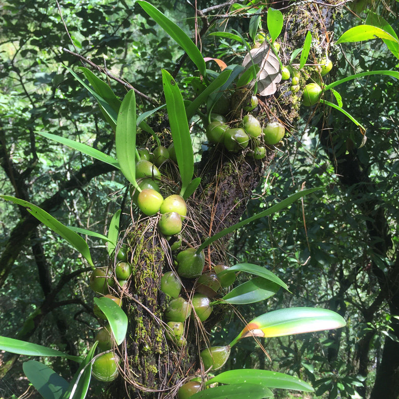 迷你多肉植物盆栽家居办公室绿植花卉石豆兰花铁皮石斛苗水培植物