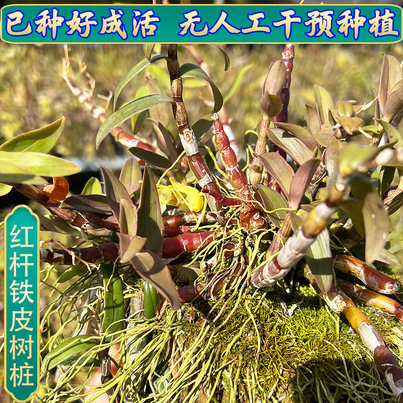 红杆铁皮石斛树桩带木头栽好发货无需种植浇水即可边种边吃石斛