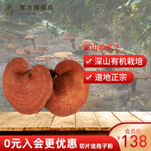 天下泽雨霍山赤灵芝 整枝灵芝可切片250g 正品深山有机种植林芝