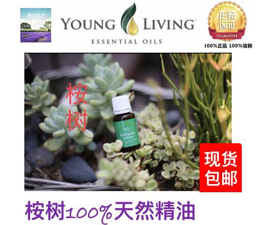 美国纯天然15ml桉树