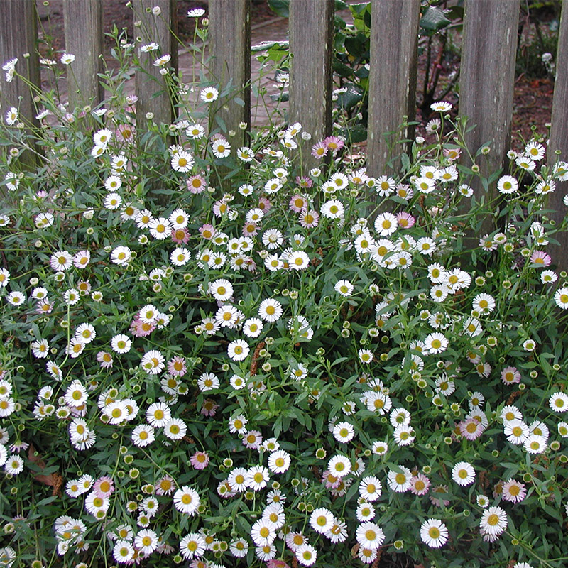 加勒比飞蓬花苗种子籽小苗四季开花重瓣室内外阳台庭院盆栽