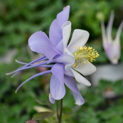 多年生重瓣耧斗菜花苗花种子苗室内外阳台庭院花卉植物盆栽易种活