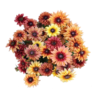 2株多年生金光菊撒哈拉花苗花种子苗重瓣黑心菊阳台庭院室外易种