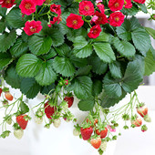 草莓苗秧四季 结果盆栽带土球新苗家种奶油大苗穴盘苗阳台室内外