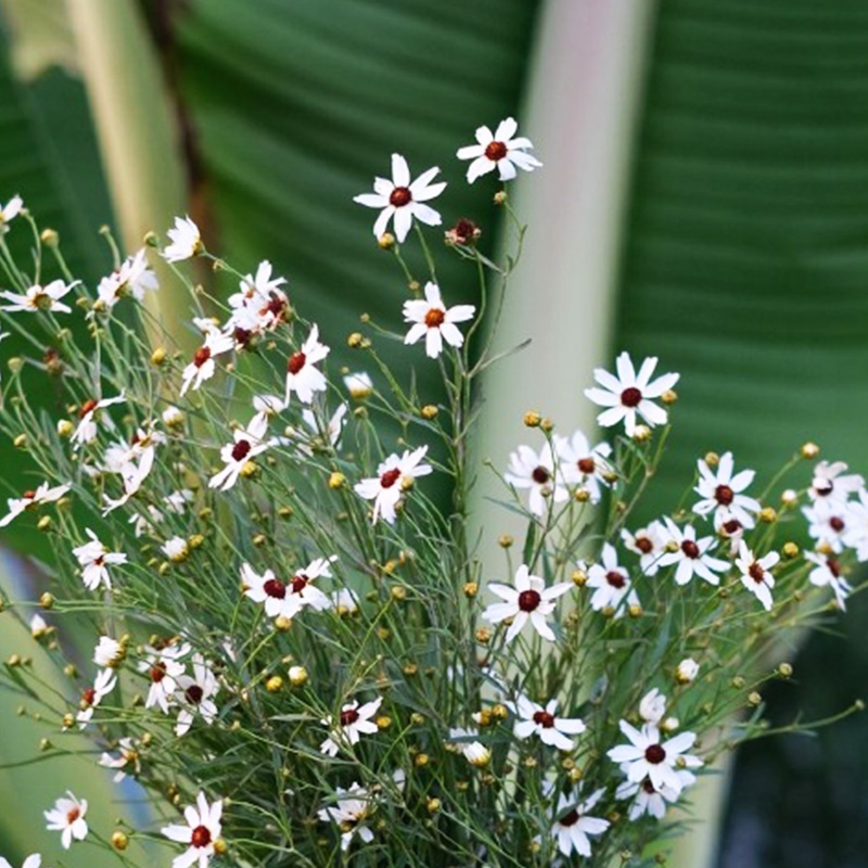 逸棵大花金鸡菊花苗四季开花阳台庭院室内盆栽植物易种活 鲜花速递/花卉仿真/绿植园艺 时令草本花卉 原图主图