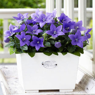 2株中华桔梗花苗种子籽苗多年生阳台庭院盆栽室内外易种花卉