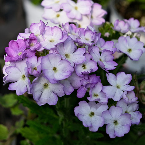 美女樱大苗种子籽苗花苗盆栽垂吊