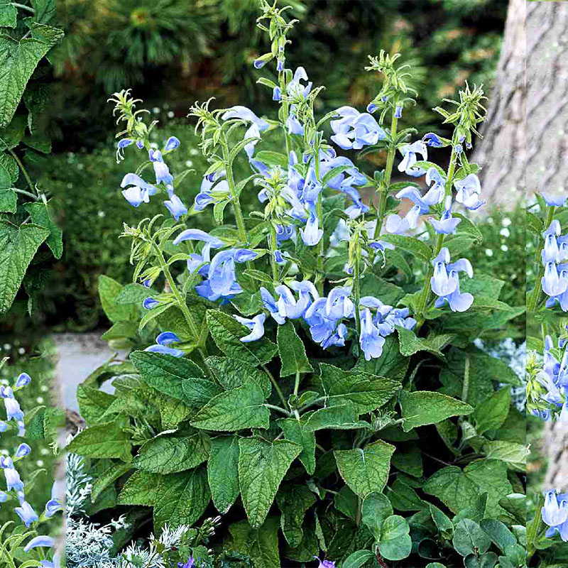 鼠尾草花苗种子籽苗盆栽四季开花多年生宿根阳台庭院室内外易种