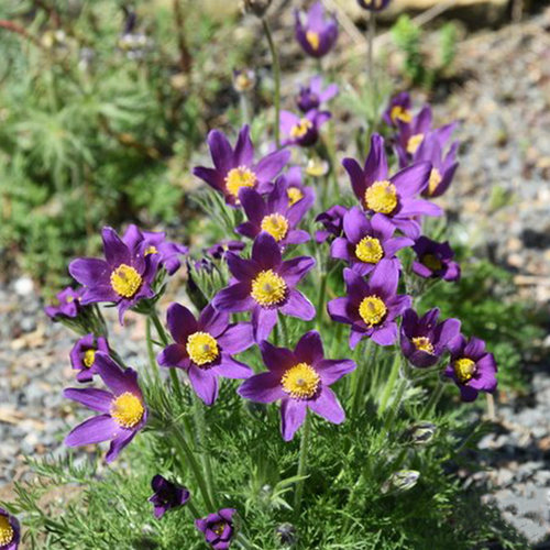 白头翁花苗阳台庭院盆栽易种